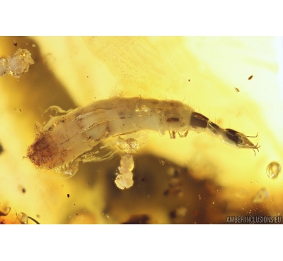 Very Rare Aquatic Lacewing larva Neuroptera Nevrothidae and Rove beetle Staphylinidae. Fossil insects in Baltic amber #10384