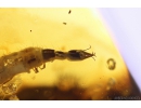 Very Rare Aquatic Lacewing larva Neuroptera Nevrothidae and Rove beetle Staphylinidae. Fossil insects in Baltic amber #10384