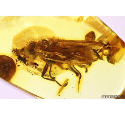 Muscoid fly Acalyptratae and More. Fossil insects Ukrainian Rovno amber #10386R