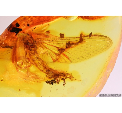 Big Mayfly Ephemeroptera Metretopodidae eaten by ants. Fossil insects in Baltic amber stone #10388