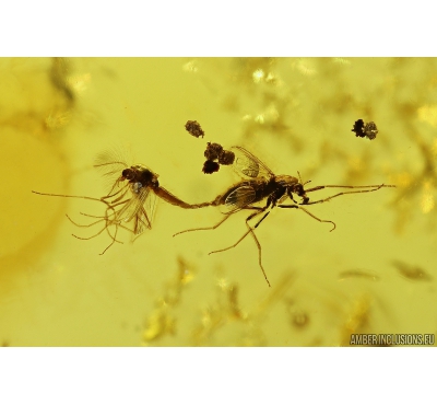 True midges Chironomidae Mating (Copula), Ants Hymenoptera and More. Fossil insects in Baltic amber #10389