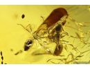 True midges Chironomidae Mating (Copula), Ants Hymenoptera and More. Fossil insects in Baltic amber #10389