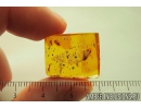 True midges Chironomidae Mating (Copula), Ants Hymenoptera and More. Fossil insects in Baltic amber #10389