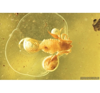 Pseudoscorpion Cheliferidae and Air bubbles. Fossil inclusions in Baltic amber #10394