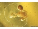 Pseudoscorpion Cheliferidae and Air bubbles. Fossil inclusions in Baltic amber #10394