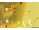 Pseudoscorpion Cheliferidae and Air bubbles. Fossil inclusions in Baltic amber #10394