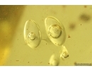 Pseudoscorpion Cheliferidae and Air bubbles. Fossil inclusions in Baltic amber #10394