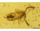 Pseudoscorpion Chernetidae with Air bubble inside. Fossil inclusion in Baltic amber #10395