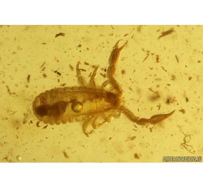 Pseudoscorpion Chernetidae with Air bubble inside. Fossil inclusion in Baltic amber #10395