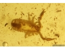 Pseudoscorpion Chernetidae with Air bubble inside. Fossil inclusion in Baltic amber #10395