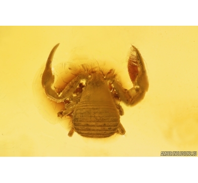 Pseudoscorpion Geogarypidae. Fossil inclusion in Baltic amber #10396