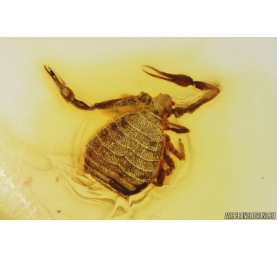 Pseudoscorpion Pseudogarypidae. Fossil inclusion in Baltic amber #10397