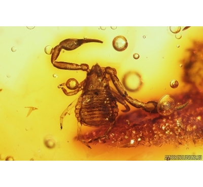 Pseudoscorpion Geogarypidae and Fly. Fossil inclusions in Baltic amber #10398