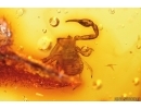 Pseudoscorpion Geogarypidae and Fly. Fossil inclusions in Baltic amber #10398