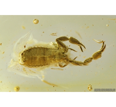 Pseudoscorpion Chernetidae. Fossil inclusion in Baltic amber #10399