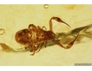 Pseudoscorpion Tridenchthoniidae Tridenchthoniinae probably with embryos sack. Fossil inclusion in Baltic amber #10401