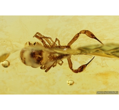 Pseudoscorpion Tridenchthoniidae Tridenchthoniinae probably with embryos sack. Fossil inclusion in Baltic amber #10401