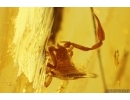 Action! Phoresy Pseudoscorpion Cheliferidae with Crane fly Limoniidae. Fossil inclusions in Baltic amber #10402