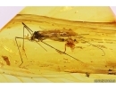 Action! Phoresy Pseudoscorpion Cheliferidae with Crane fly Limoniidae. Fossil inclusions in Baltic amber #10402