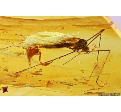 Action! Phoresy Pseudoscorpion Cheliferidae with Crane fly Limoniidae. Fossil inclusions in Baltic amber #10402