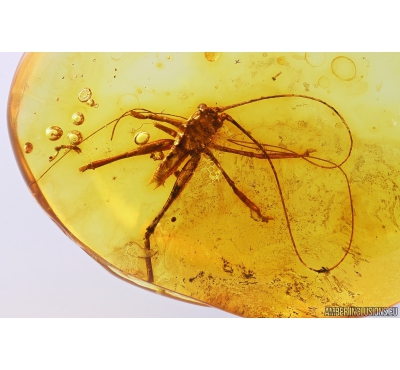 Nice Cricket Orthoptera. Fossil insect in Baltic amber #10403