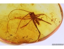 Nice Cricket Orthoptera. Fossil insect in Baltic amber #10403
