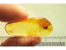 Nice Cricket Orthoptera. Fossil insect in Baltic amber #10403