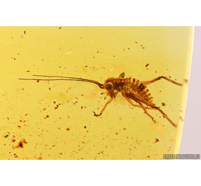Nice Cricket Orthoptera and Spider Araneae. Fossil inclusions in Baltic amber #10404