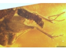 Cricket Orthoptera and extremely rare Firefly Beetle larva Lampyridae. Fossil insects in Baltic amber #10405