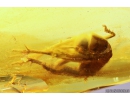 Cricket Orthoptera and extremely rare Firefly Beetle larva Lampyridae. Fossil insects in Baltic amber #10405