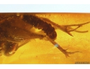 Cricket Orthoptera and extremely rare Firefly Beetle larva Lampyridae. Fossil insects in Baltic amber #10405