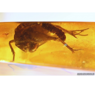 Cricket Orthoptera and extremely rare Firefly Beetle larva Lampyridae. Fossil insects in Baltic amber #10405