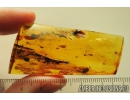 Cricket Orthoptera and extremely rare Firefly Beetle larva Lampyridae. Fossil insects in Baltic amber #10405