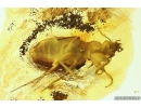 Ground beetle Carabidae. Fossil insect in Baltic amber #10406
