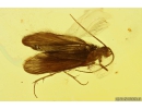 Nice Caddisfly Trichoptera. Fossil insect in Baltic amber #10407