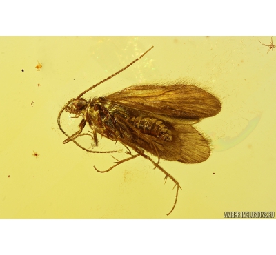 Nice Caddisfly Trichoptera. Fossil insect in Baltic amber #10407