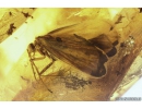 Nice Caddisfly Trichoptera. Fossil insect in Baltic amber #10408