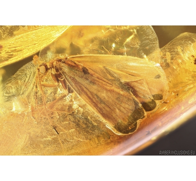 Nice Caddisfly Trichoptera. Fossil insect in Baltic amber #10408