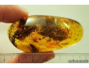 Nice Caddisfly Trichoptera. Fossil insect in Baltic amber #10408