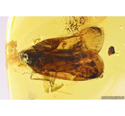 Big Planthopper Cicadina. Fossil insect in Baltic amber #10409