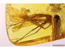 Big Scorpionfly Mecoptera Bittacidae eaten by Ants! Fossil inclusions in Baltic amber #10410