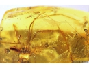 Harvestmen Opiliones, Spider Araneae and More. Fossil inclusions in Baltic amber #10411