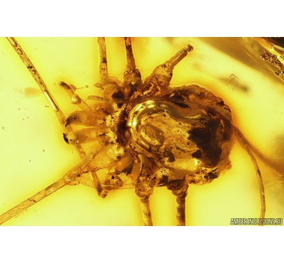 Harvestmen Opiliones, Spider Araneae and More. Fossil inclusions in Baltic amber #10411