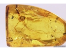Harvestmen Opiliones, Spider Araneae and More. Fossil inclusions in Baltic amber #10411