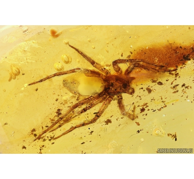 Nice Big 15mm Spider Araneae. Fossil inclusion in Baltic amber stone #10412