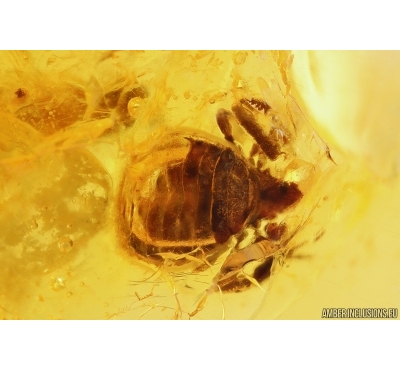 Pseudoscorpion Geogarypidae. Fossil inclusion in Baltic amber #10414