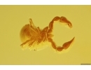 Pseudoscorpion Chernetidae with Parasitic Worms Nematoda! Fossil inclusions in Baltic amber #10415