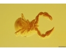 Pseudoscorpion Chernetidae with Parasitic Worms Nematoda! First find in Baltic amber #10415