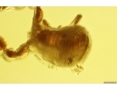 Pseudoscorpion Chernetidae with Parasitic Worms Nematoda! Fossil inclusions in Baltic amber #10415