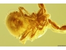 Pseudoscorpion Chernetidae with Parasitic Worms Nematoda! First find in Baltic amber #10415